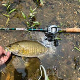 スモールマウスバス