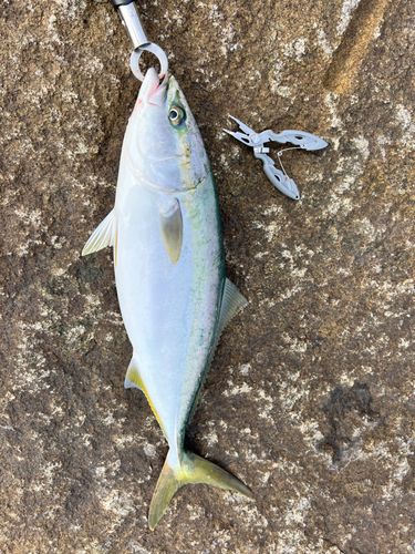 ハマチの釣果