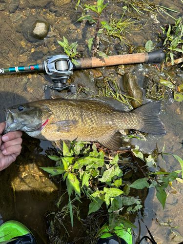 スモールマウスバスの釣果