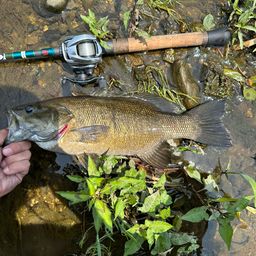 スモールマウスバス