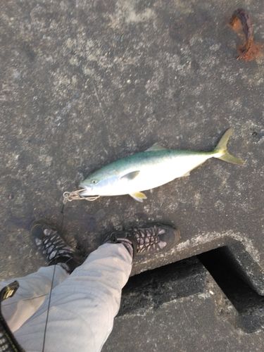 ワラサの釣果