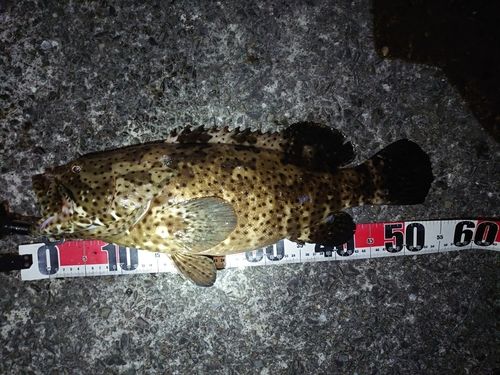 チャイロマルハタの釣果