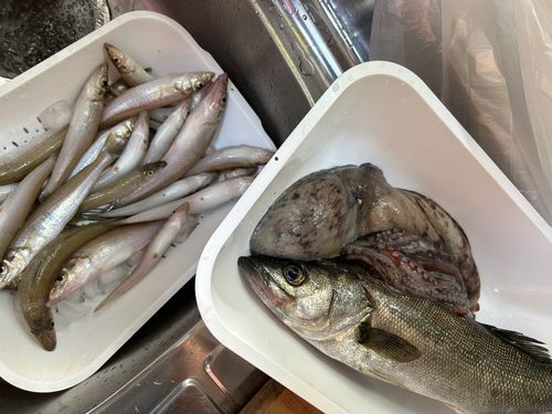 キスの釣果