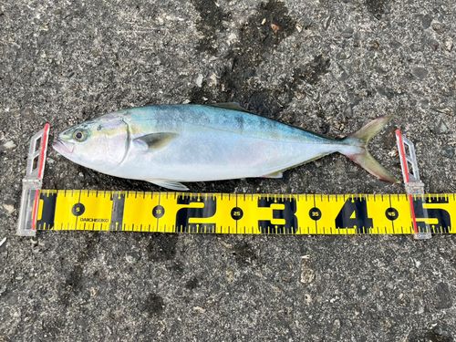 フクラギの釣果