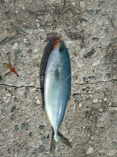 ツバスの釣果