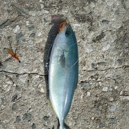 ツバス