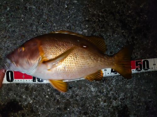 シブダイの釣果