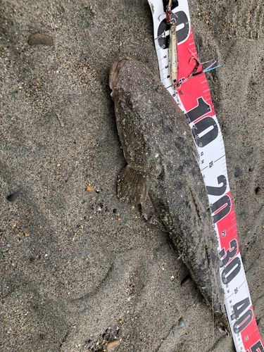 マゴチの釣果