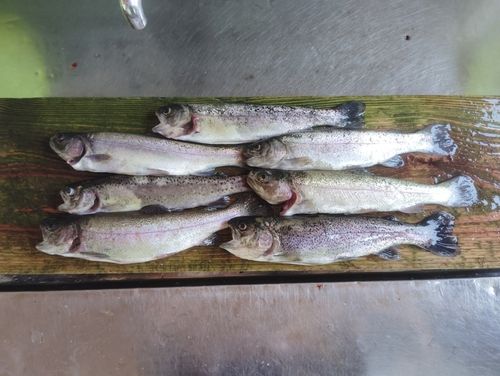 ニジマスの釣果