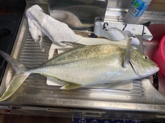 オニヒラアジの釣果