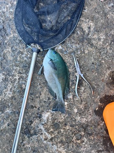 メジナの釣果