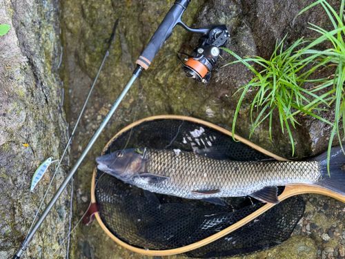 ニゴイの釣果