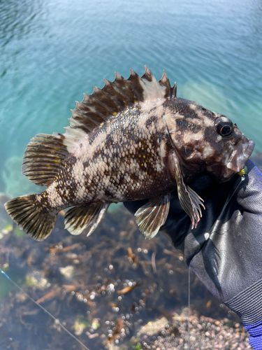 ハチガラの釣果
