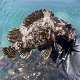 ハチガラ