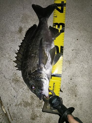 チヌの釣果