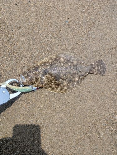 ソゲの釣果