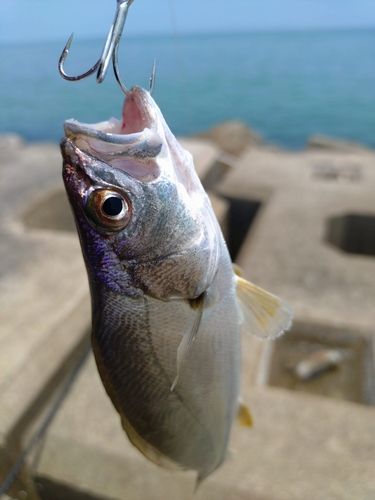 ニベの釣果