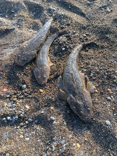 マゴチの釣果