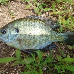 ブルーギル