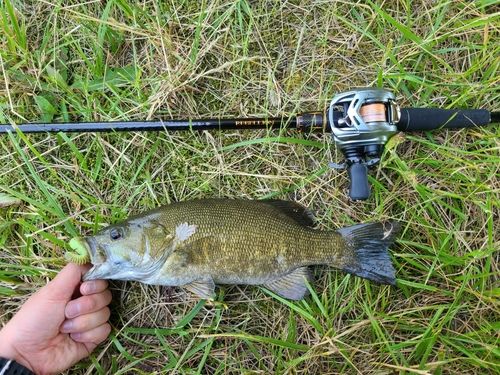 スモールマウスバスの釣果