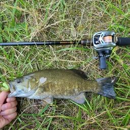 スモールマウスバス