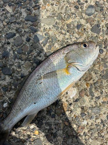 イシモチの釣果