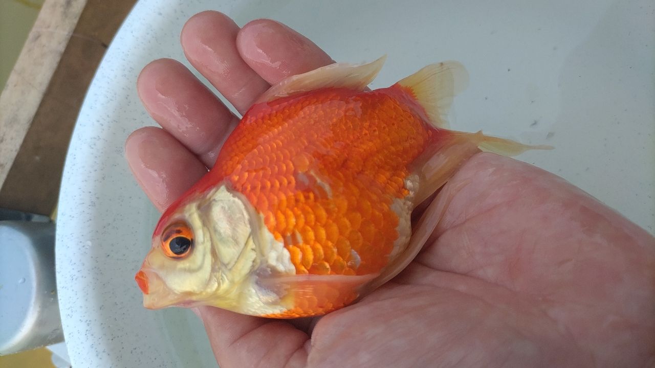 ヘラブナ