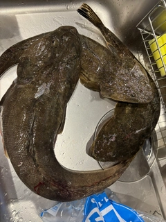 マゴチの釣果