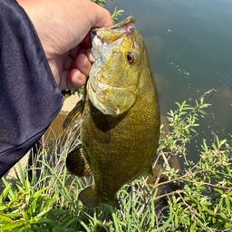 スモールマウスバス