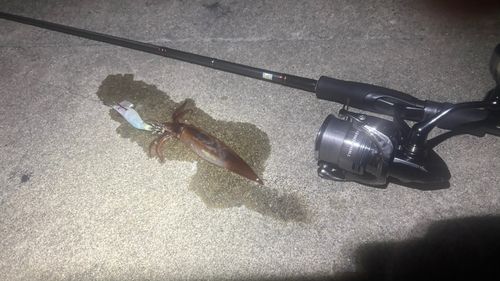 イカの釣果