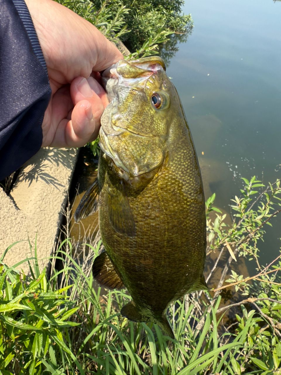 スモールマウスバス