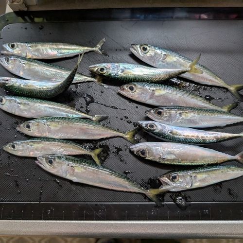 サバの釣果