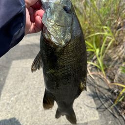 スモールマウスバス