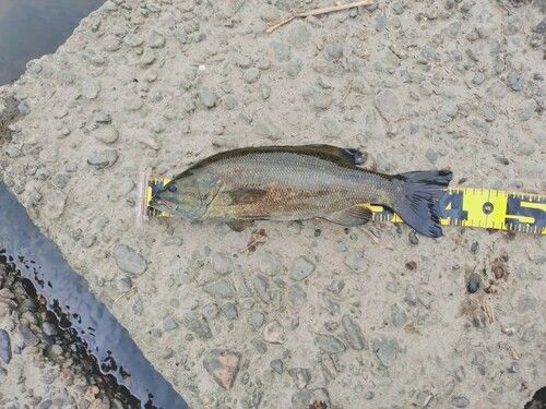 スモールマウスバスの釣果