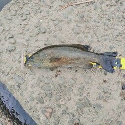 スモールマウスバス