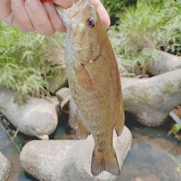 スモールマウスバス