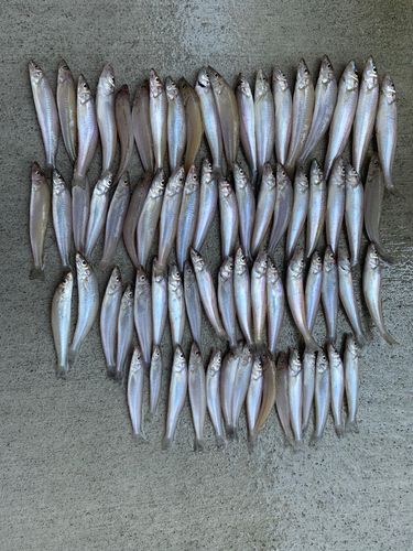 キスの釣果