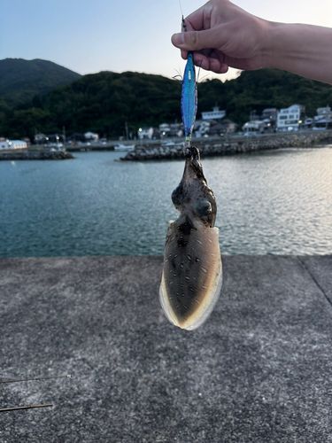 コウイカの釣果