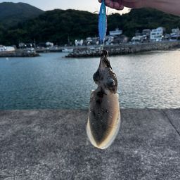 コウイカ