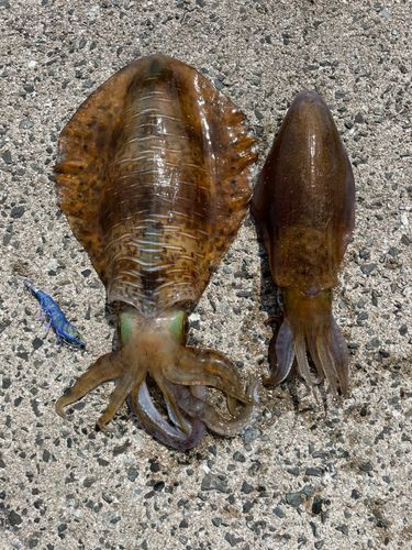 アオリイカの釣果