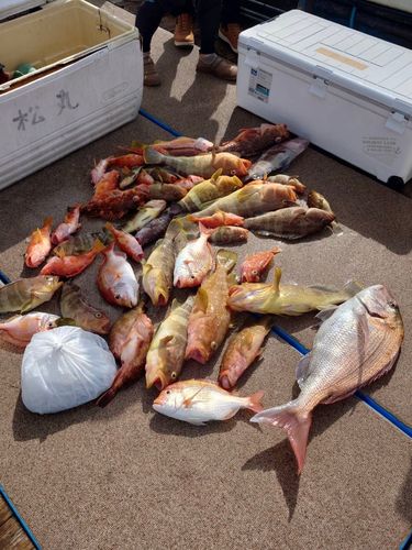 タイの釣果