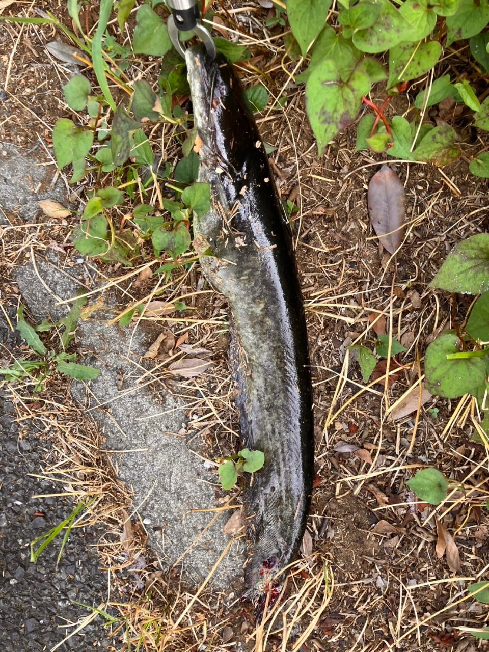 ナマズ