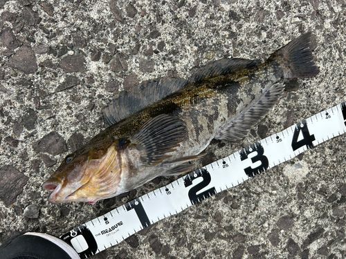 アイナメの釣果