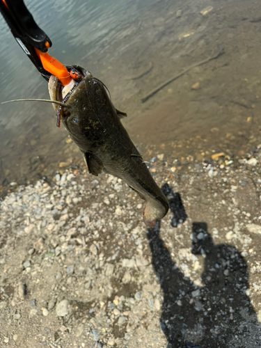 ナマズの釣果