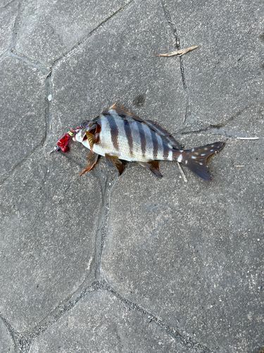 タカノハダイの釣果