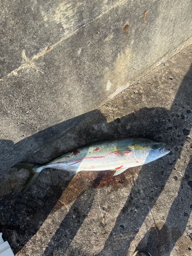 ヤズの釣果