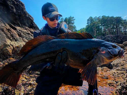 アイナメの釣果