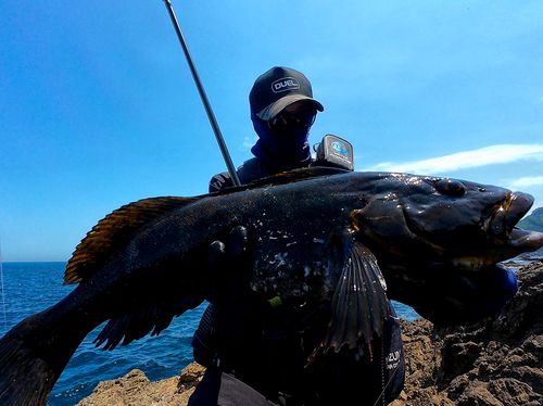 アイナメの釣果