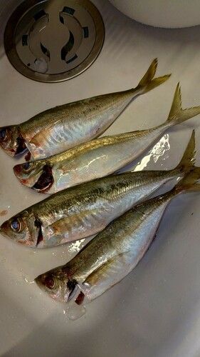 アジの釣果