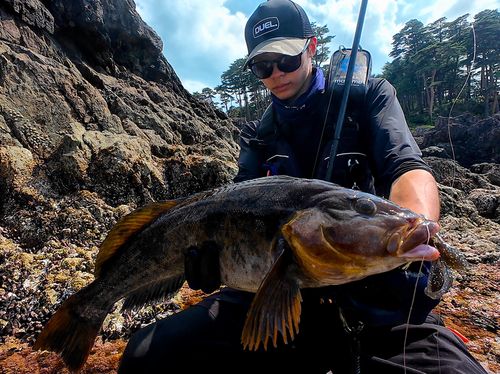 アイナメの釣果